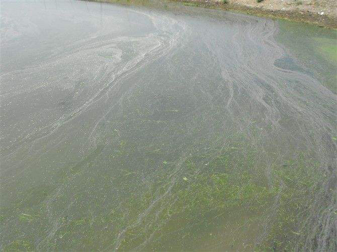 池塘消泡劑應(yīng)用場(chǎng)景