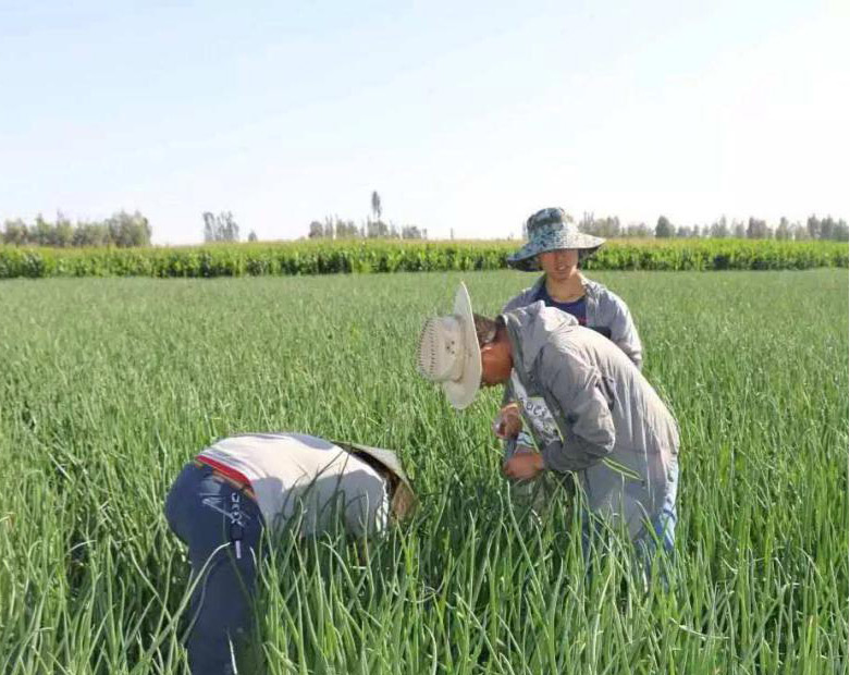殺蟲劑消泡劑應(yīng)用圖 殺蟲劑消泡劑應(yīng)用圖